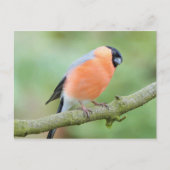 Carte Postale Bullfinch (Devant)