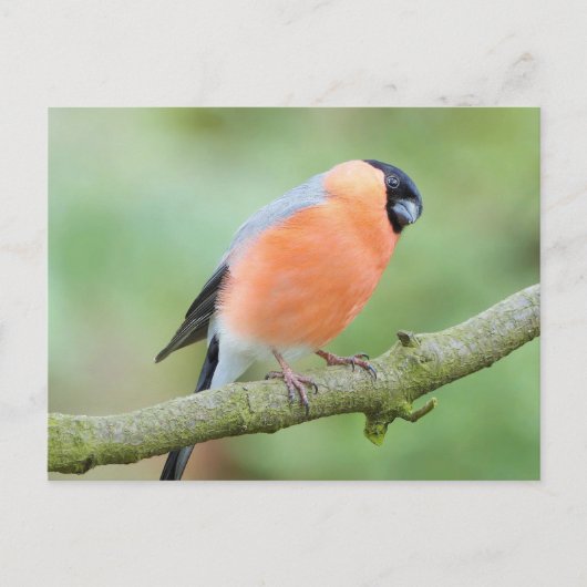 Carte Postale Bullfinch (Devant)