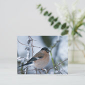 Carte postale Bullfinch (Debout devant)