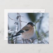 Carte postale Bullfinch (Devant / Derrière)