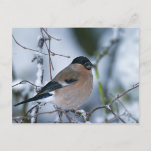 Carte postale Bullfinch