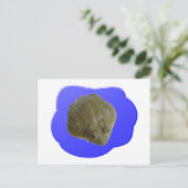 Carte postale Bullfrog (Debout devant)