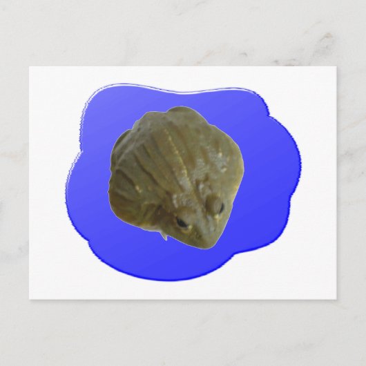 Carte postale Bullfrog (Devant)