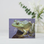Carte Postale Bullfrog, Lac St. Peter, Ontario, Canada (Debout devant)