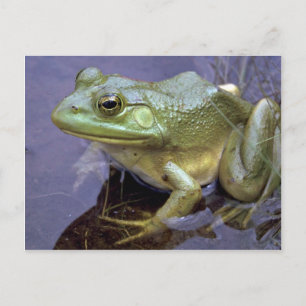 Carte Postale Bullfrog, Lac St. Peter, Ontario, Canada