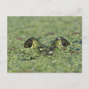 Carte Postale Bullfrog, Rana catesbeiana, adulte en algue