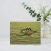 Carte postale Bullfrog Swimming (Debout devant)