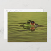 Carte postale Bullfrog Swimming (Devant / Derrière)