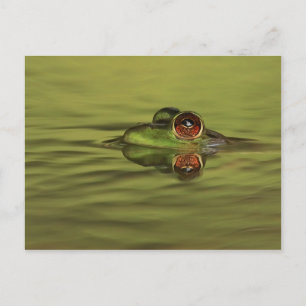 Carte postale Bullfrog Swimming