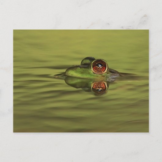 Carte postale Bullfrog Swimming (Devant)