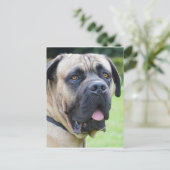 Carte Postale Bullmastiff (Debout devant)