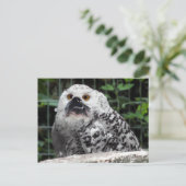 Carte postale Bullowl (Debout devant)