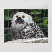 Carte postale Bullowl (Devant)