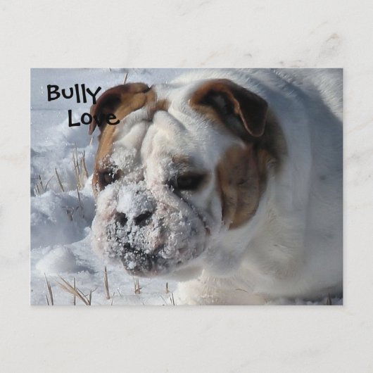 Carte Postale Bully de neige - Bulldog anglais (Devant)