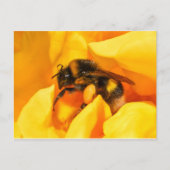 Carte Postale Bumble Bee (Devant)