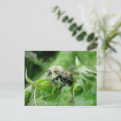 Carte postale Bumble Bee (Debout devant)