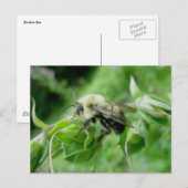 Carte postale Bumble Bee (Devant / Derrière)