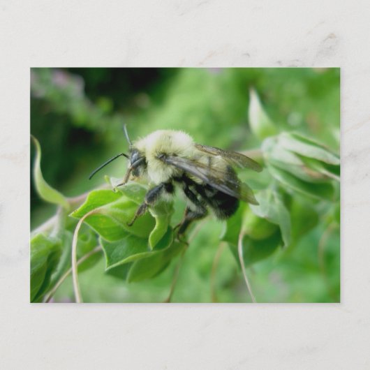 Carte postale Bumble Bee (Devant)