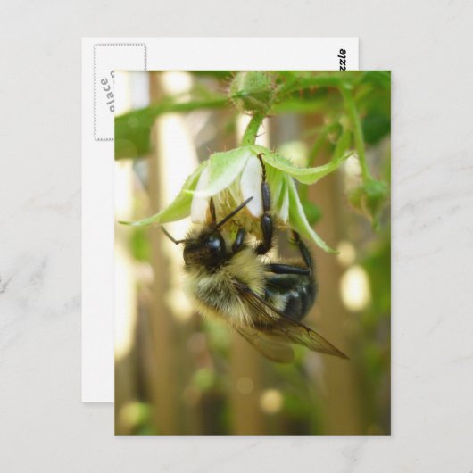 Carte postale Bumble Bee (Devant / Derrière)