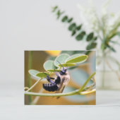 Carte postale Bumble Bee (Debout devant)
