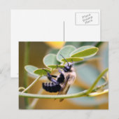 Carte postale Bumble Bee (Devant / Derrière)