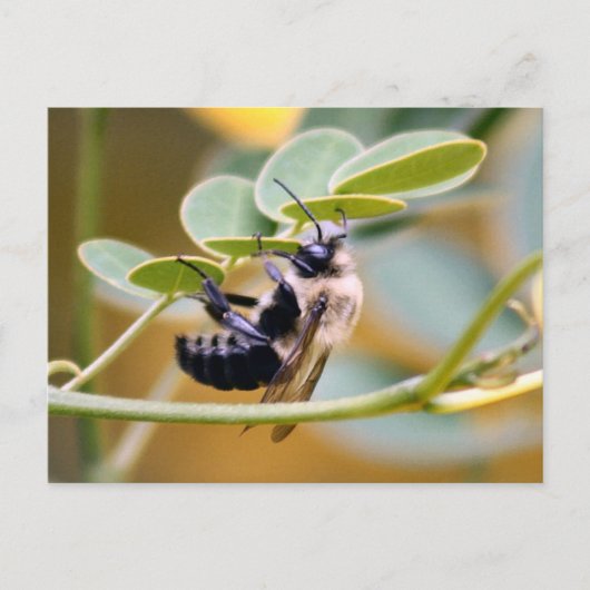 Carte postale Bumble Bee (Devant)