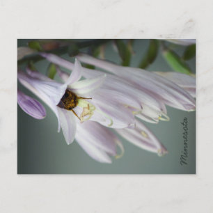 Carte Postale Bumble Bee in Hosta Postcard