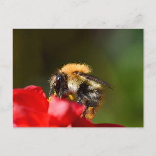 Carte Postale Bumble Bee On A Dahlia