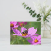 Carte Postale Bumble Bee On Cosmos (Debout devant)