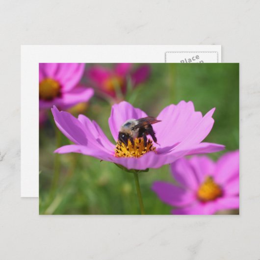 Carte Postale Bumble Bee On Cosmos (Devant / Derrière)