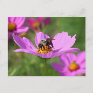 Carte Postale Bumble Bee On Cosmos