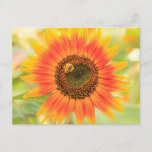 Carte Postale Bumblebebe au tournesol, jardin communautaire