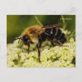 Carte Postale Bumblebebe sur la carotte en fleurs (Devant)