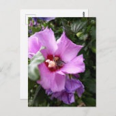 Carte Postale Bumblebebe sur la fleur d'Hibiscus (Devant / Derrière)