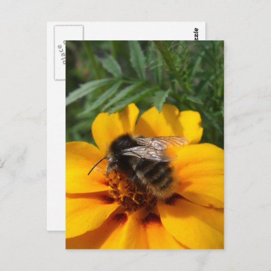 Carte postale Bumblebee (Devant / Derrière)