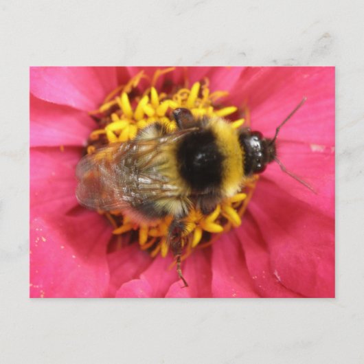 Carte postale Bumblebee (Devant)