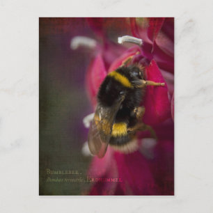 Carte postale Bumblebee
