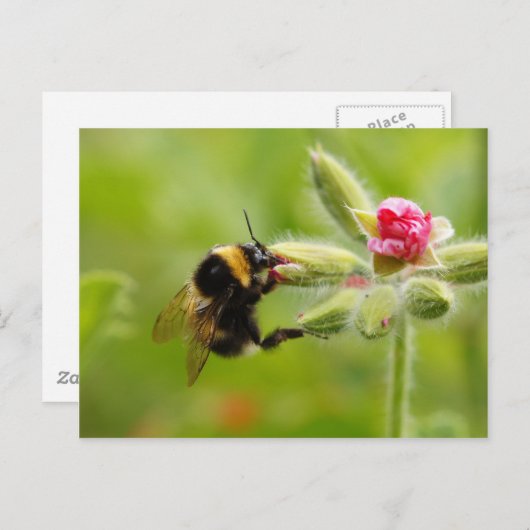 Carte postale Bumblebee (Devant / Derrière)