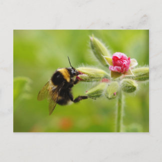 Carte postale Bumblebee
