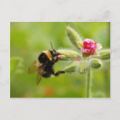 Carte postale Bumblebee (Devant)