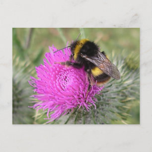 Carte postale Bumblebee