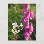 Carte Postale Bumblebee (color) (Devant)