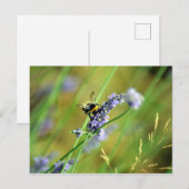 Carte Postale Bumblebee & Lavender (Devant / Derrière)