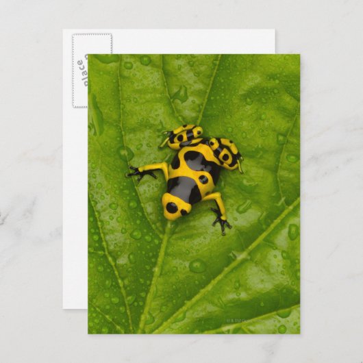 Carte Postale Bumblebee Poison Dart Frog (Devant / Derrière)
