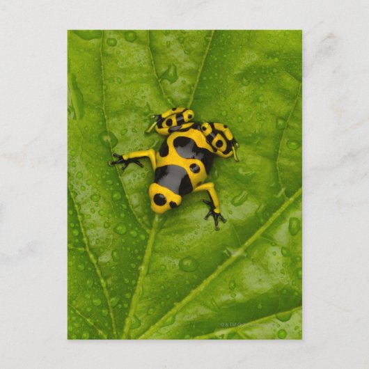 Carte Postale Bumblebee Poison Dart Frog (Devant)