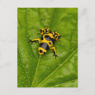 Carte Postale Bumblebee Poison Dart Frog