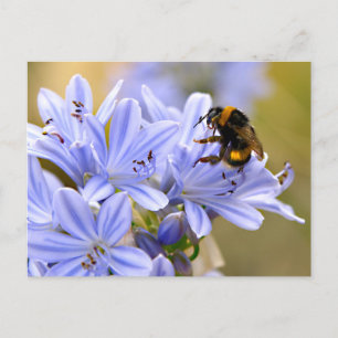 Carte Postale Bumblebee se nourrit de fleur