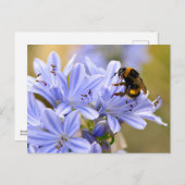 Carte Postale Bumblebee se nourrit de fleur (Devant / Derrière)