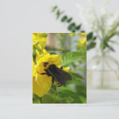 Carte Postale Bumblebee sur Esperanza Flower (Debout devant)