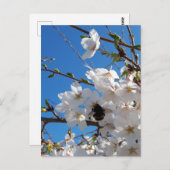 Carte Postale Bumblebee sur la fleur de cerisier sauvage (Devant / Derrière)